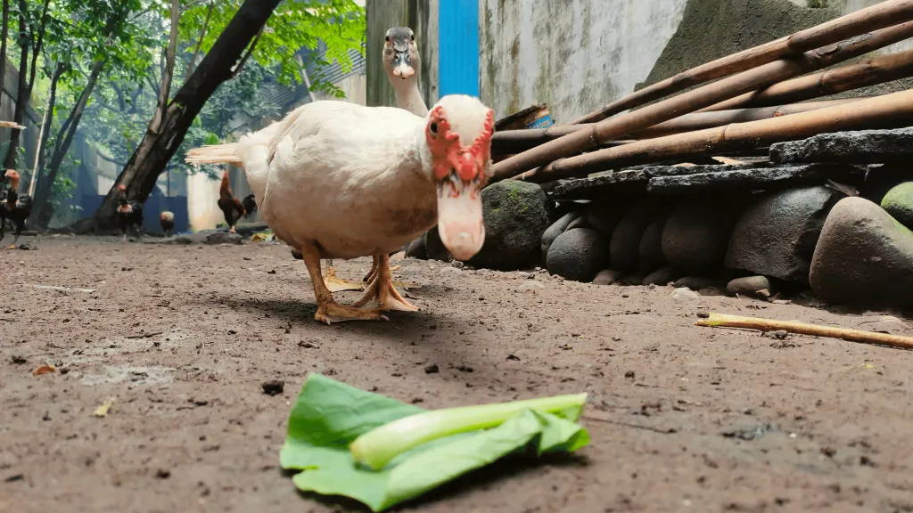 Duck eating vegetables