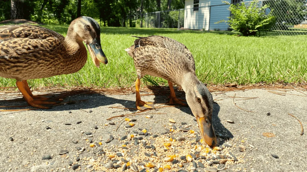 how much to feed a duck per day