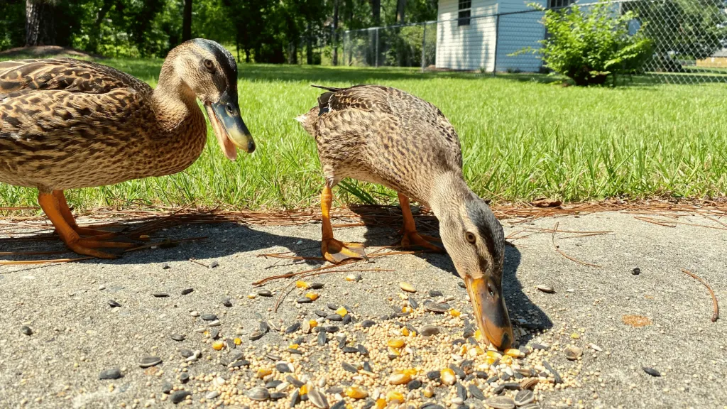 how much to feed a duck per day