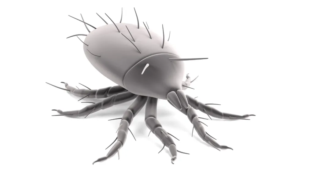 Pigeon Mite