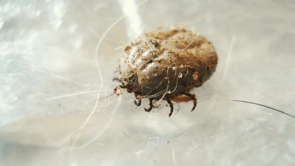 Pigeon Mites
