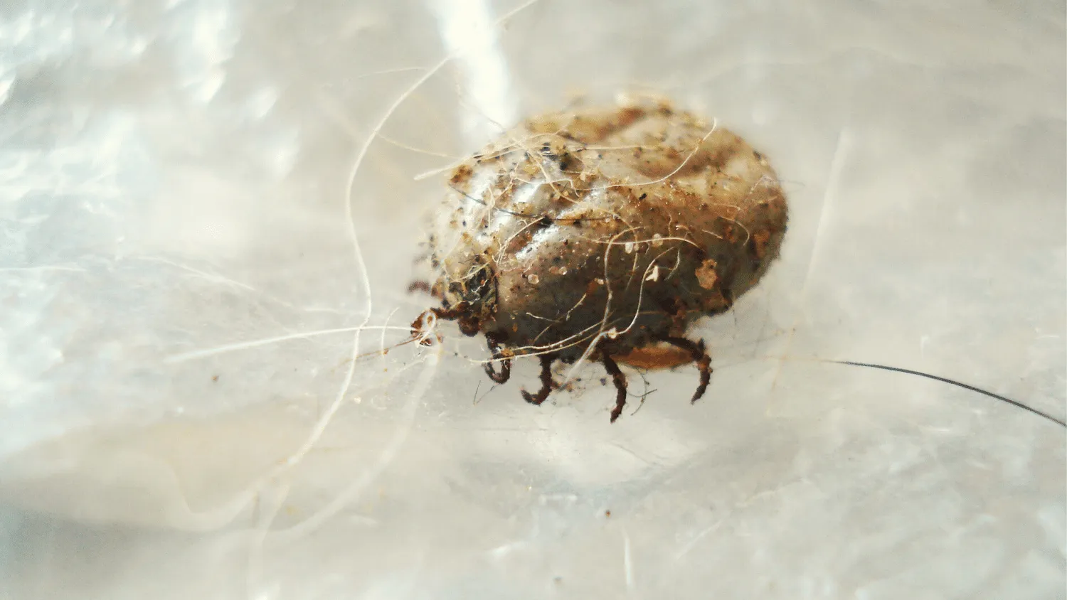 Pigeon Mites