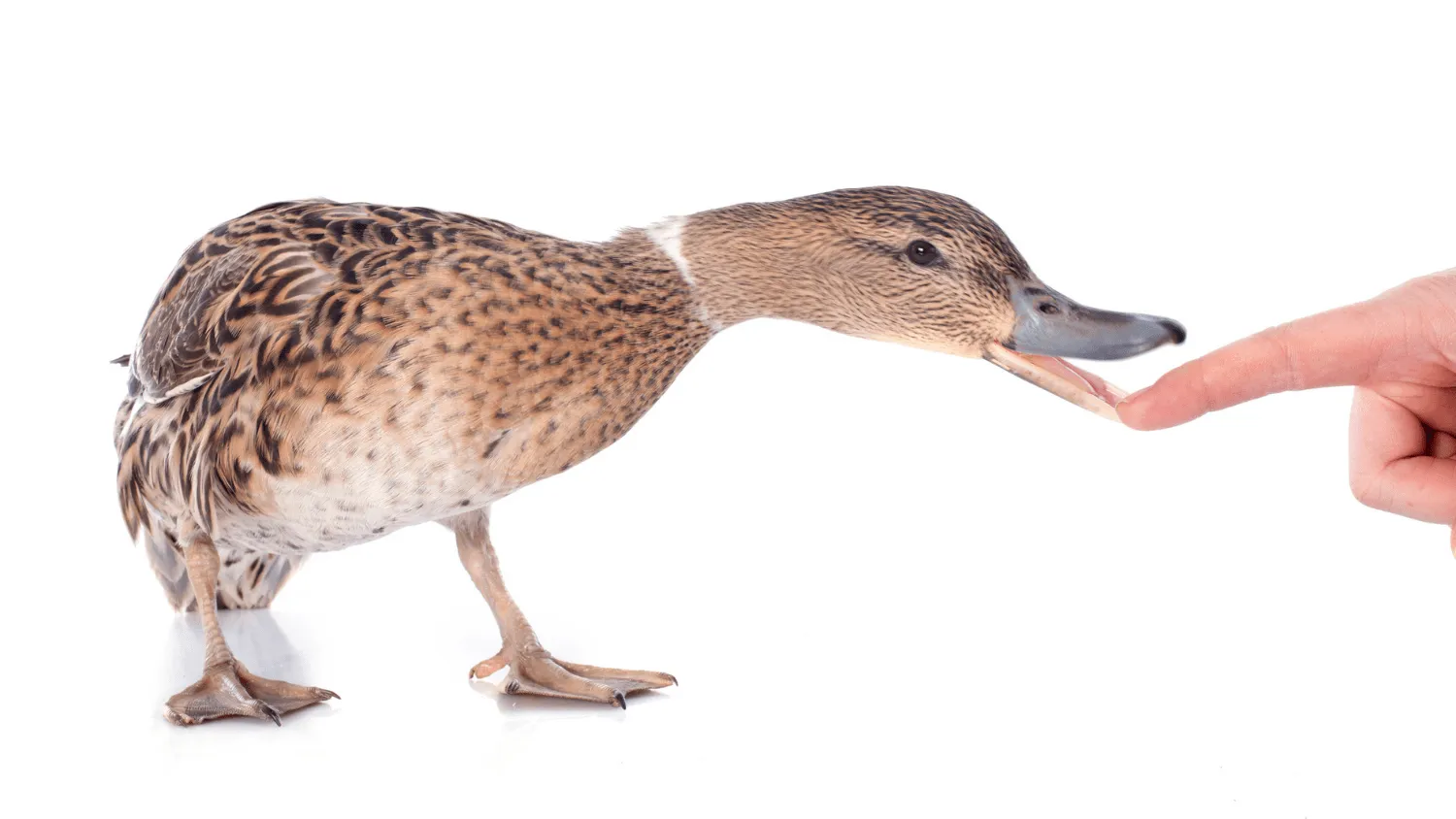 Do Duck Bites Hurt