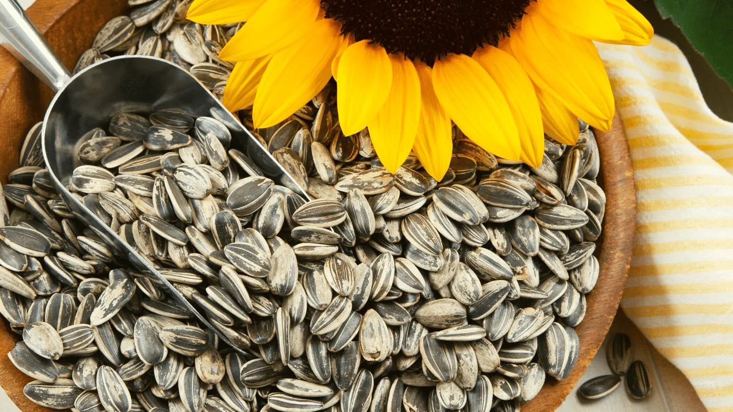 can ducks eat sunflower seeds