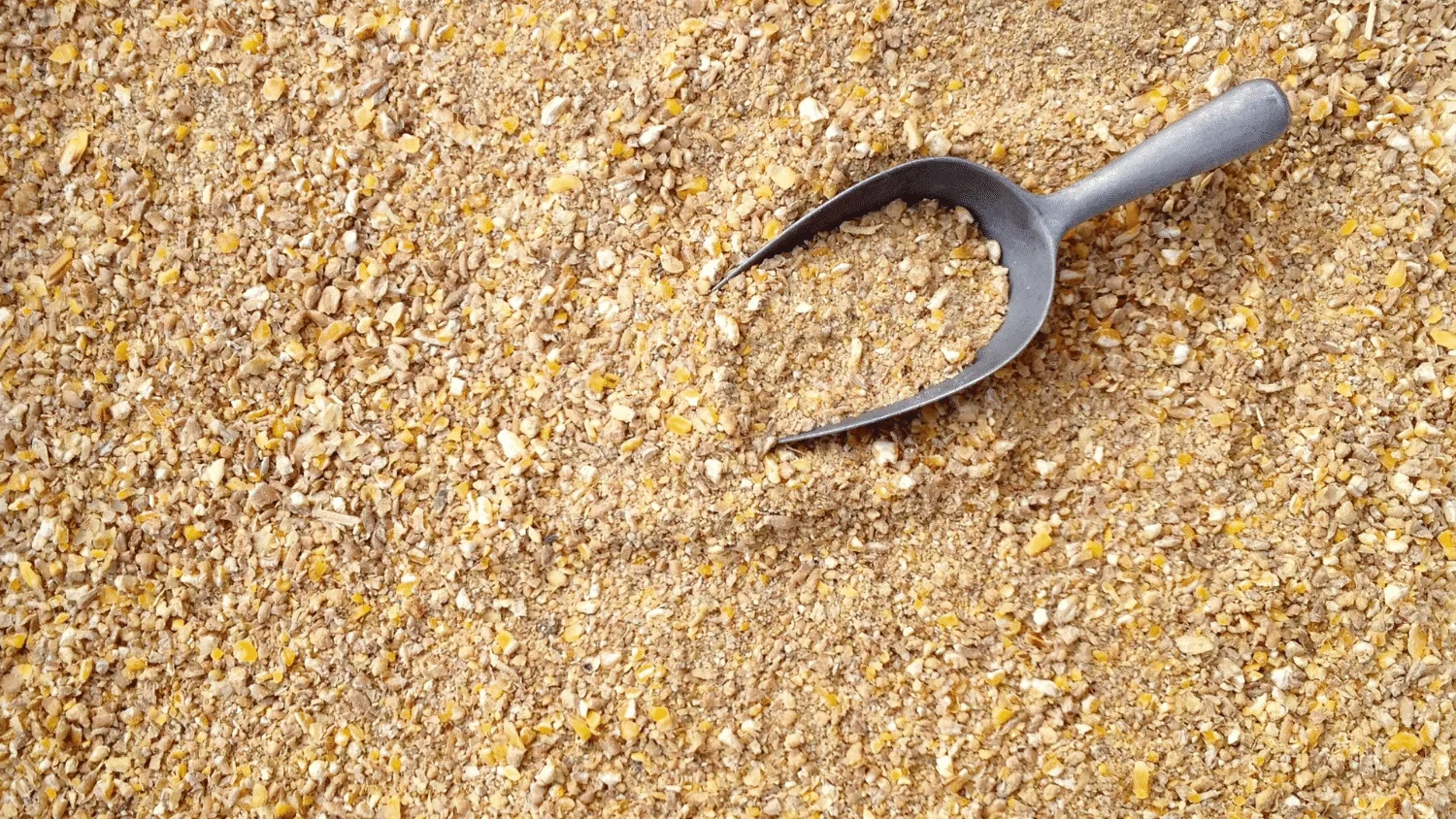 What is Laying Mash for Chickens