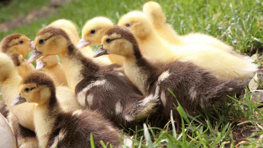 What to feed ducklings
