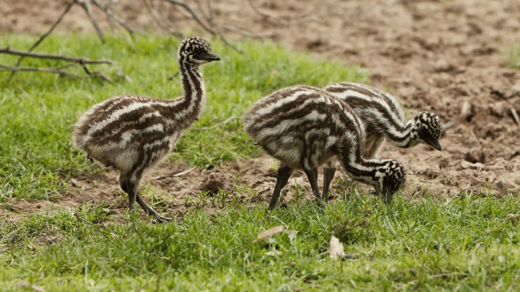 What to Feed Emu Chicks