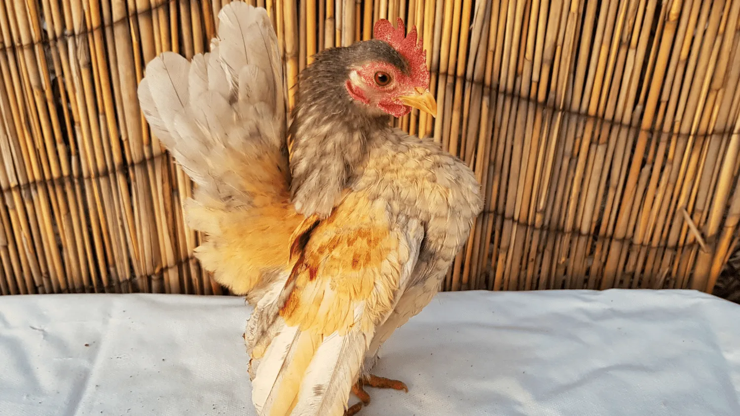 What to Feed Serama Chickens