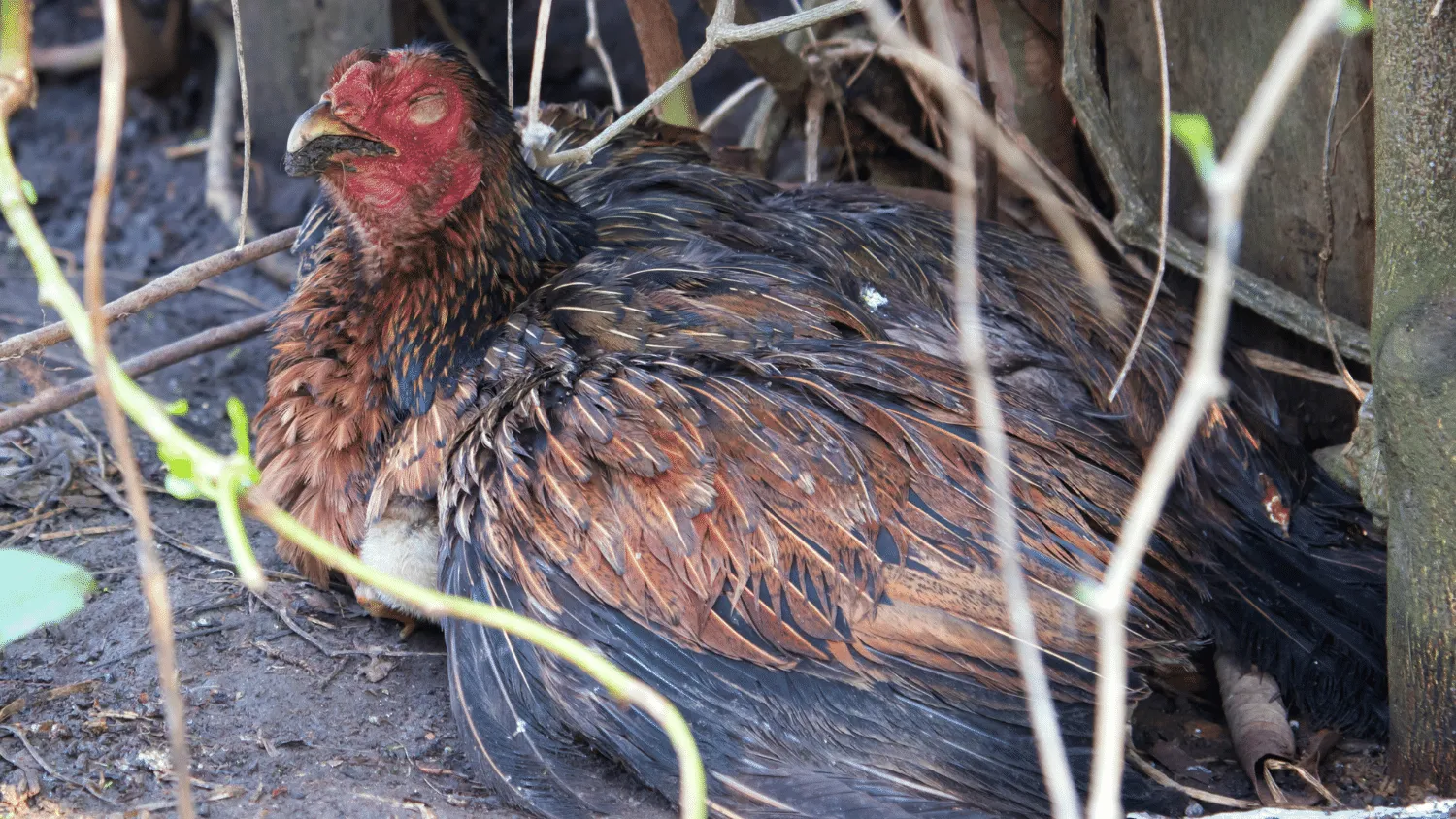 What to Give Chickens When they are Sick