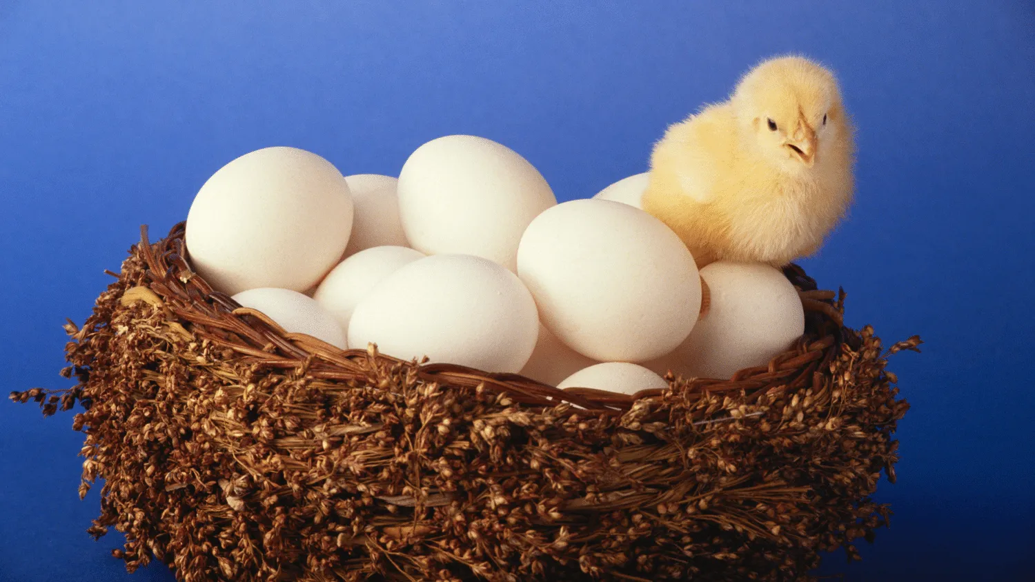 What Chickens Lay White Eggs