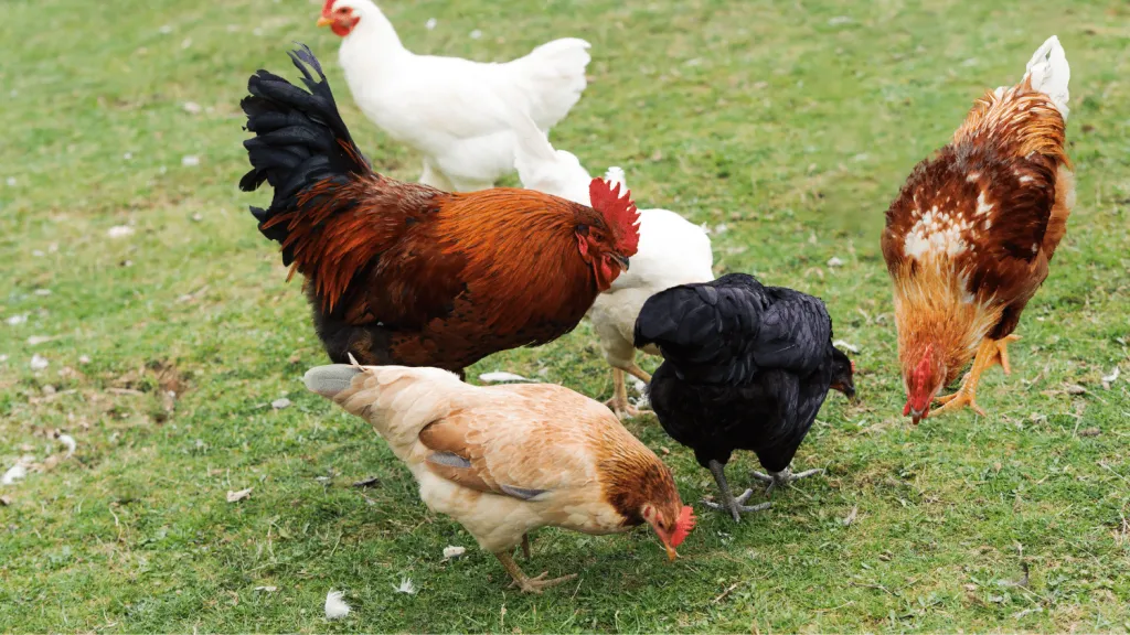 What do Chickens Eat Naturally