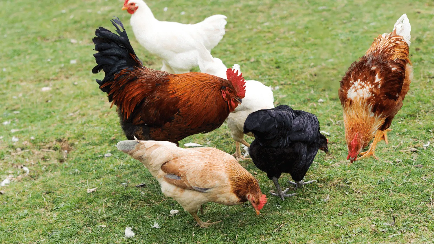 What do Chickens Eat Naturally