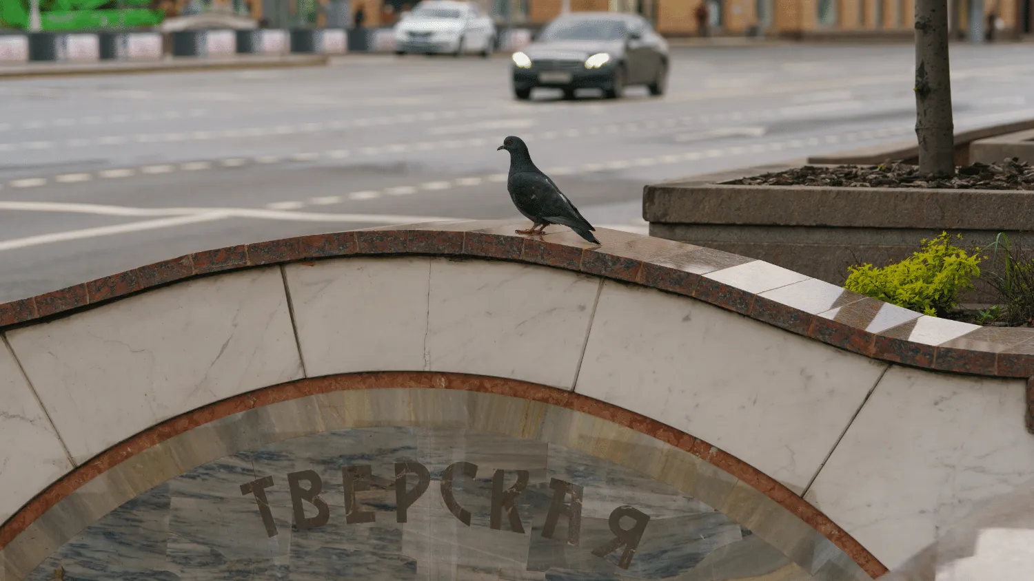 What do City Pigeons Eat
