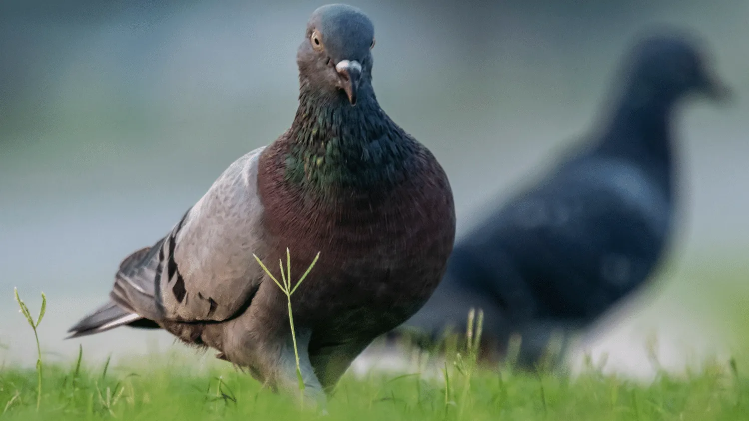 What do pigeons eat in the wild