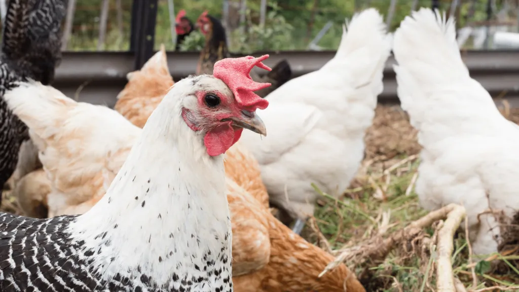 ancona chicken