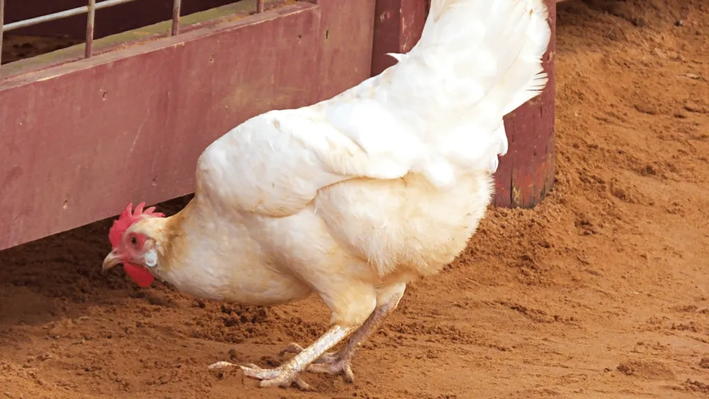 Leghorn Chicken