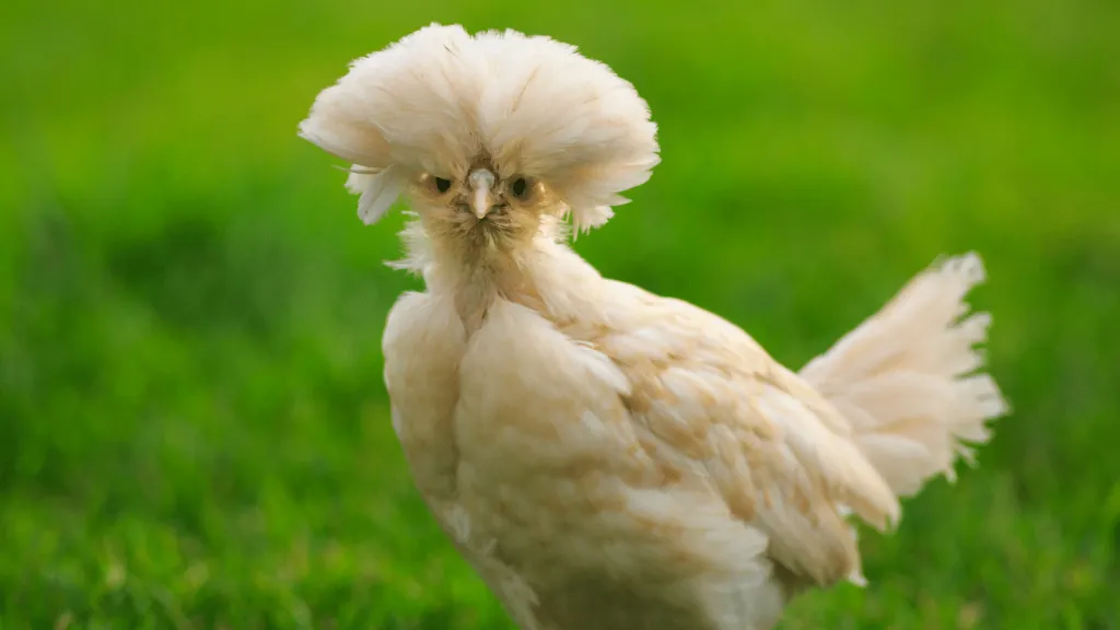 Polish Chicken