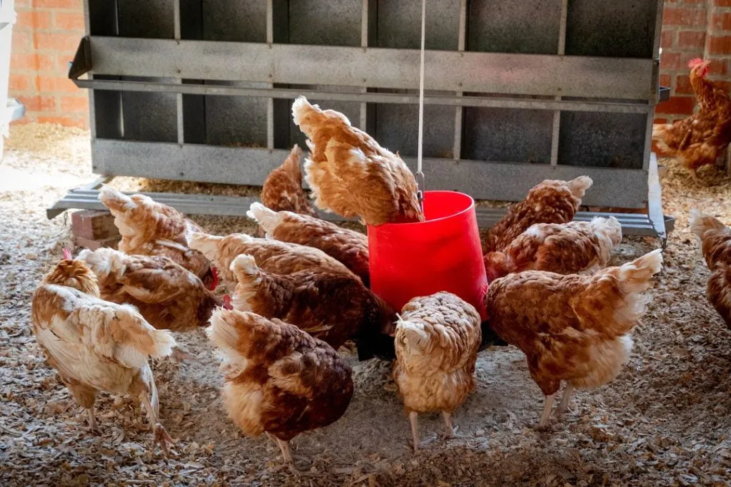 Are metal or plastic chicken feeders better?