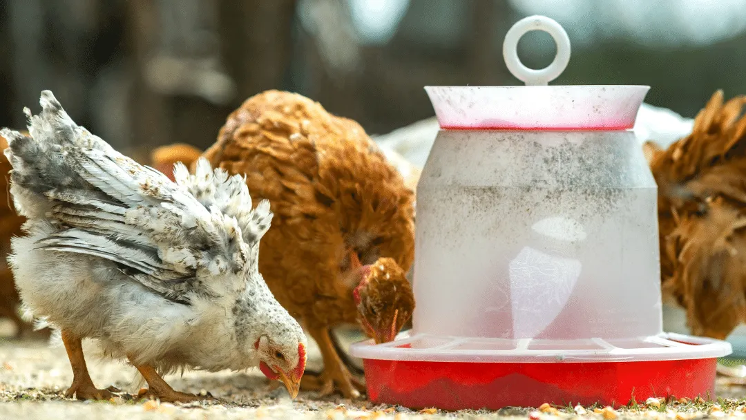 Are chicken treadle feeders good
