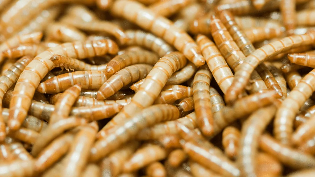 Are dried mealworms good for chickens