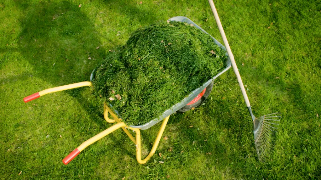 Can Chickens Eat Lawn Clippings