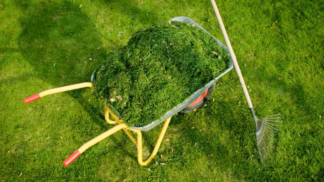 Can Chickens Eat Lawn Clippings
