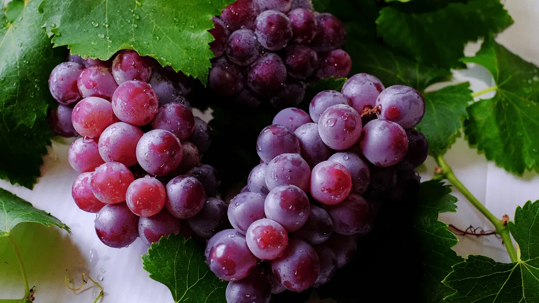 Can chickens eat grapes
