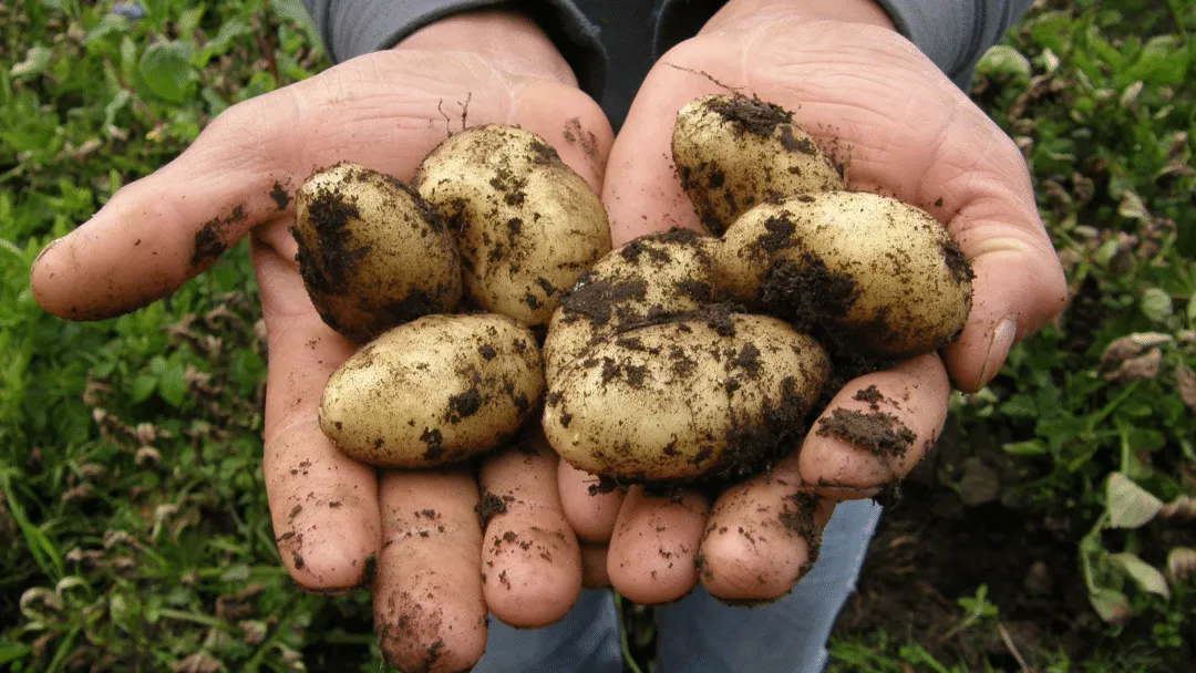 Can chickens eat potatoes