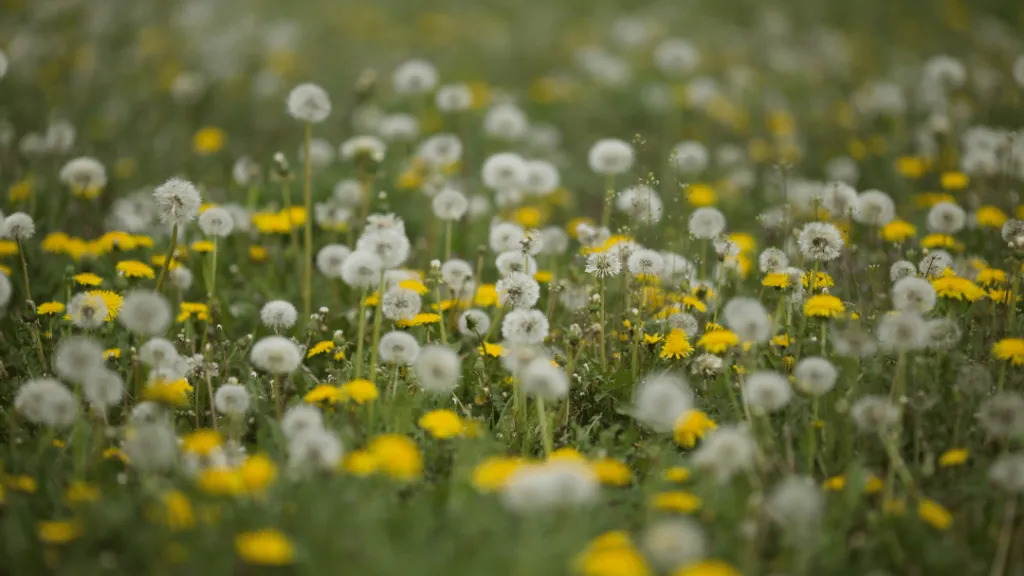 Do chickens eat dandelions
