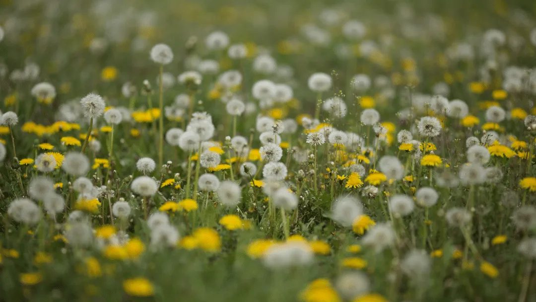 Do chickens eat dandelions