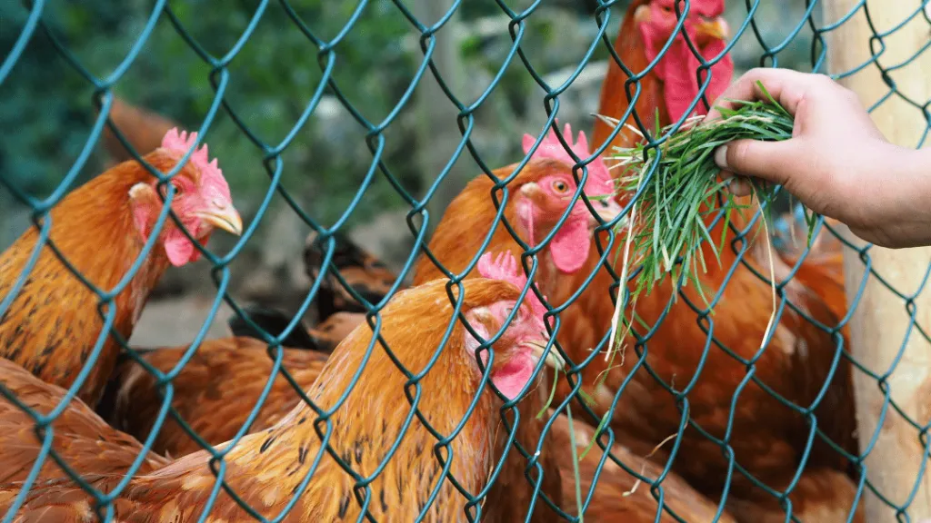Do chickens need grass