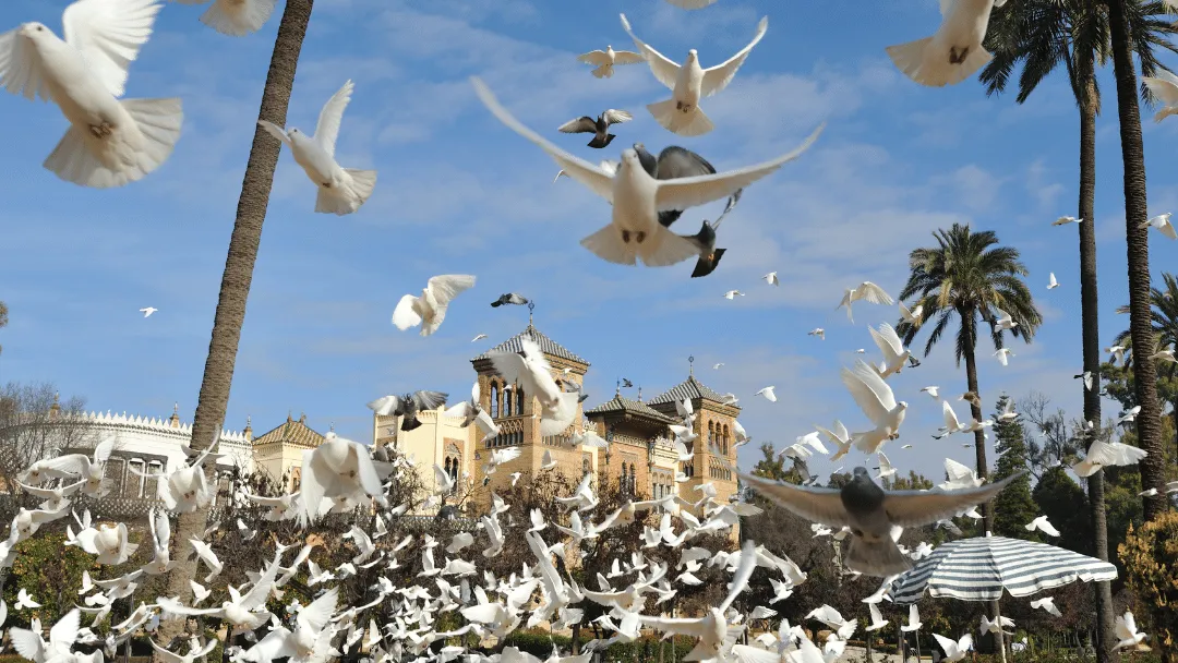 Are Pigeons and Doves the same