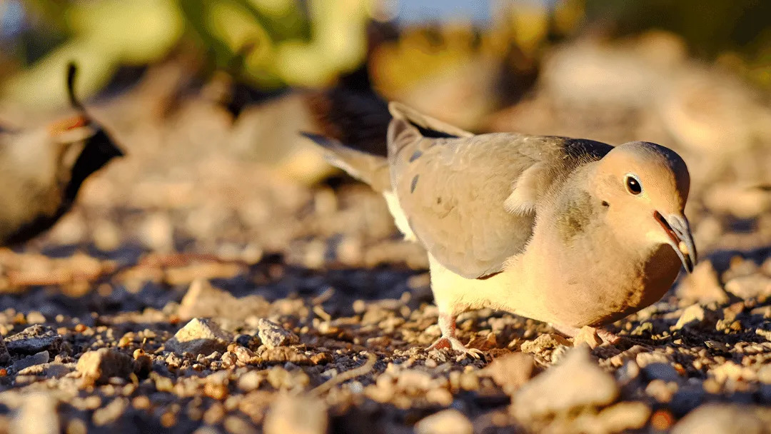 Can doves eat chicken food
