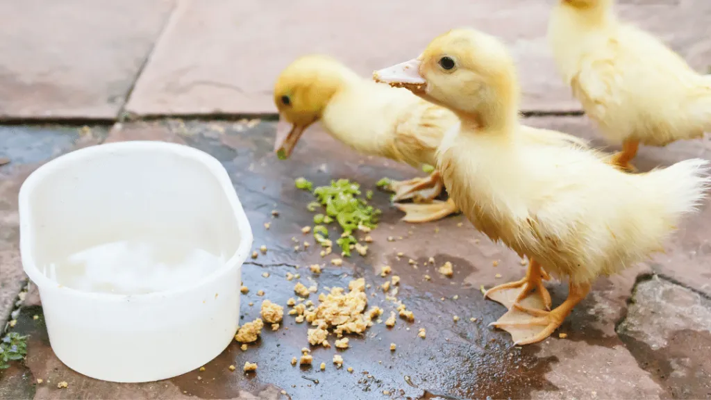 Can ducklings eat apples