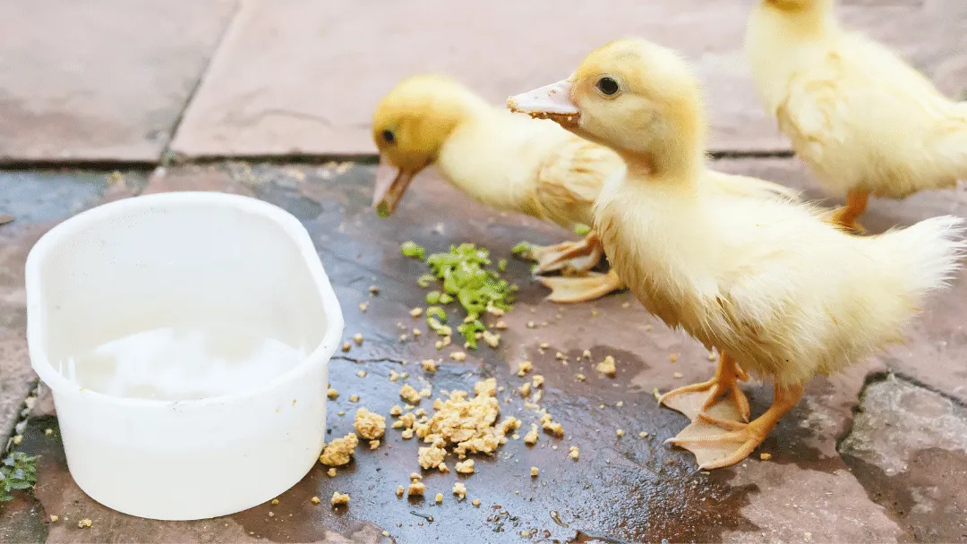 Can ducklings eat apples