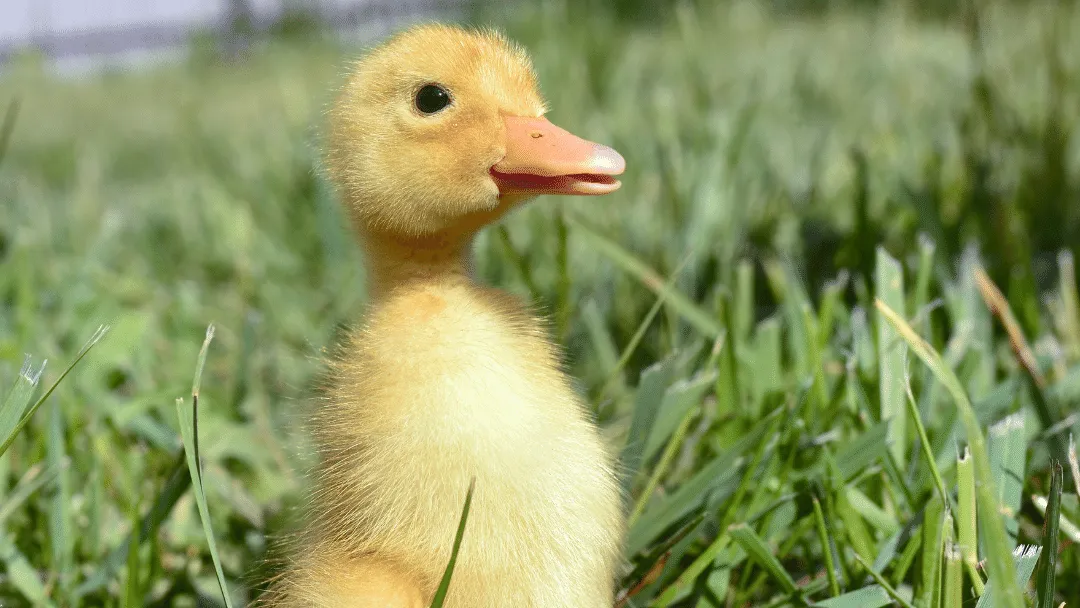 Can ducklings eat lettuce