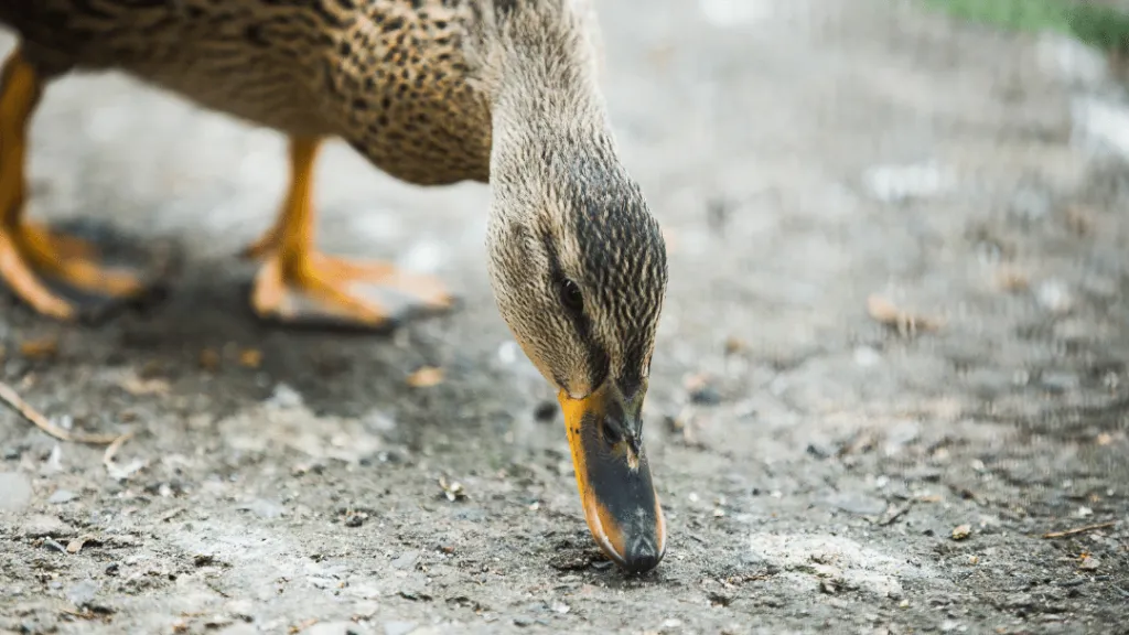 Can you feed ducks uncooked rice