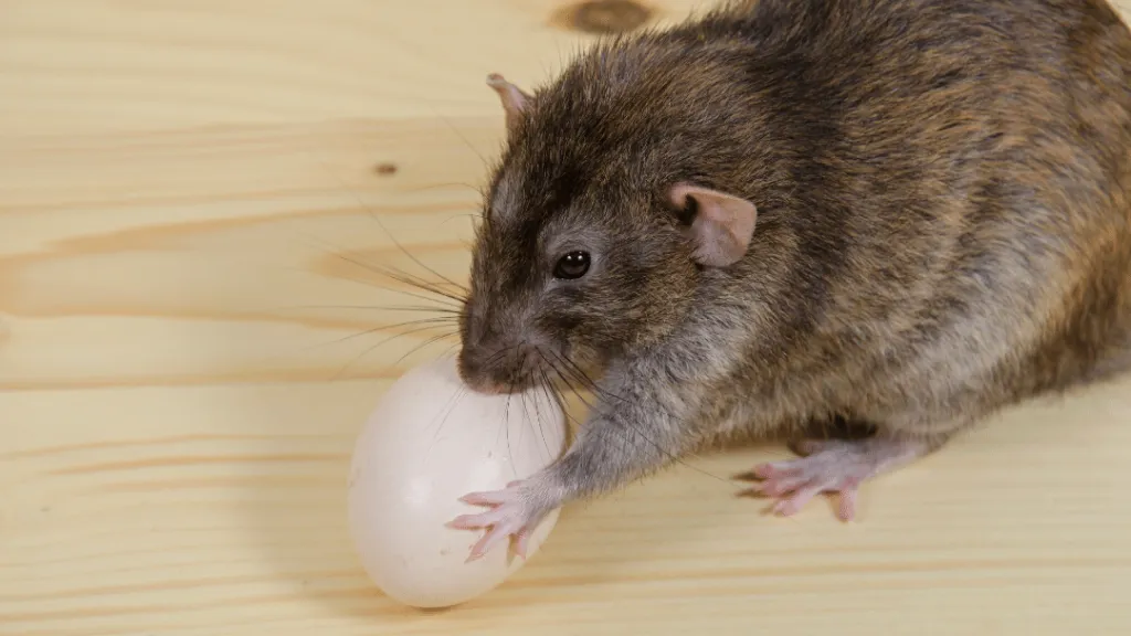 Do chickens attract rats