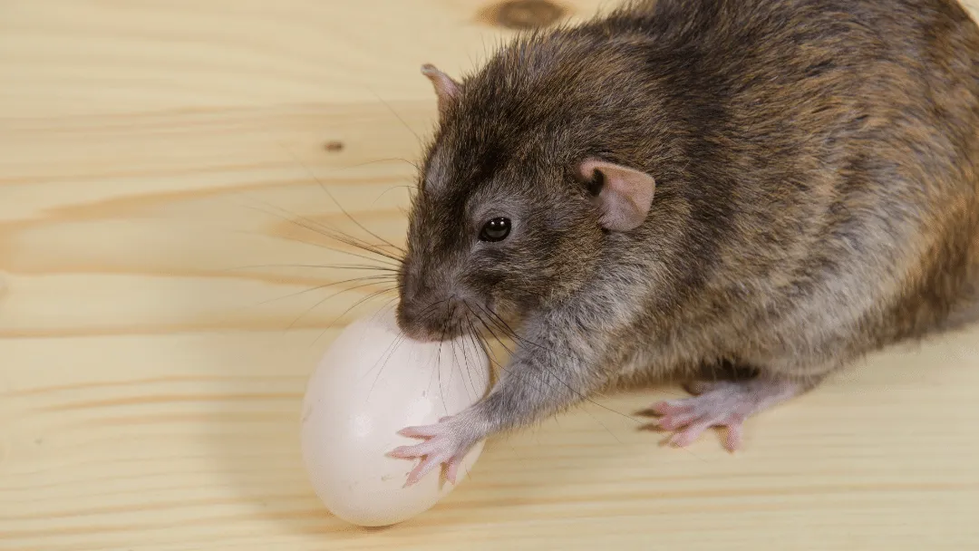Do chickens attract rats
