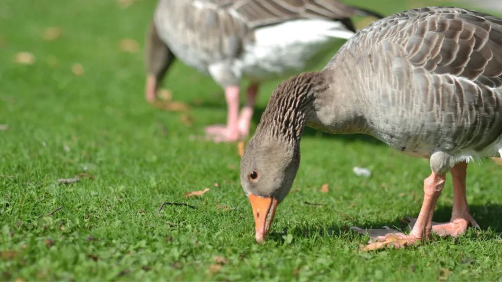 Will ducks eat carrot peelings