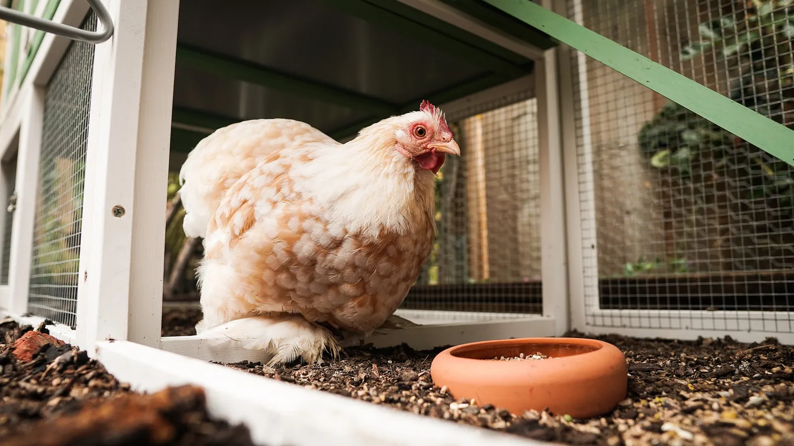 heated chicken coop