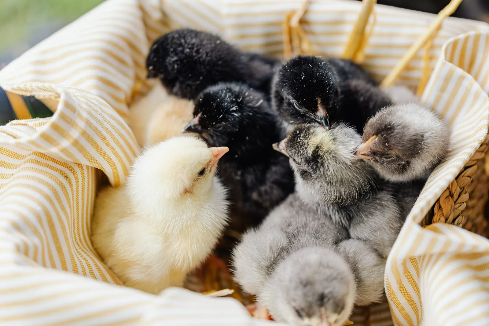 Ameraucana Chicks