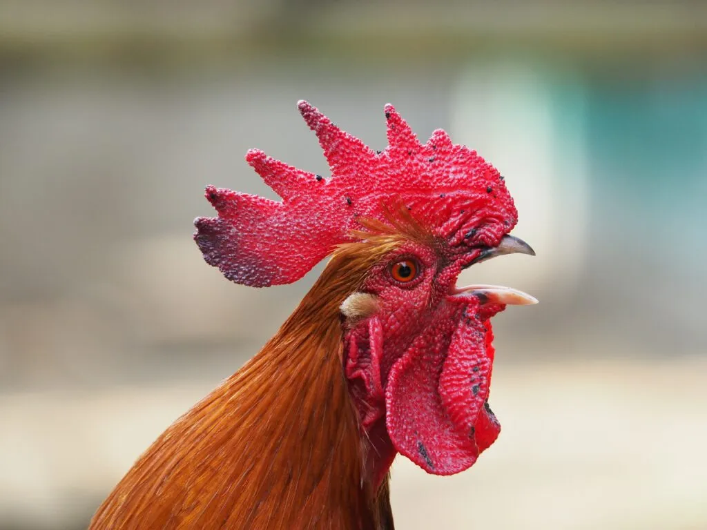 best chicken water heater