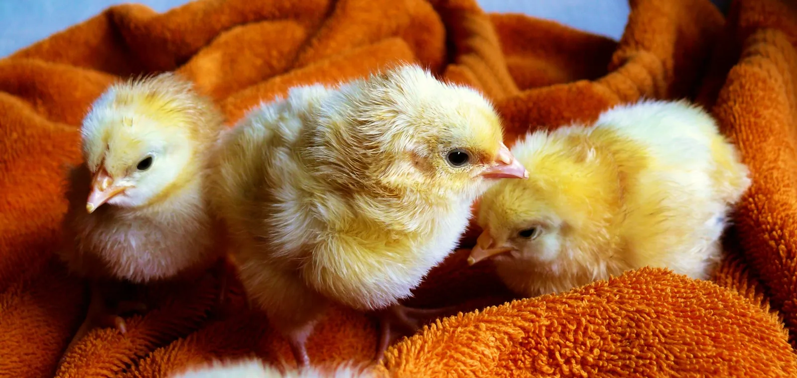 chicken hatchery