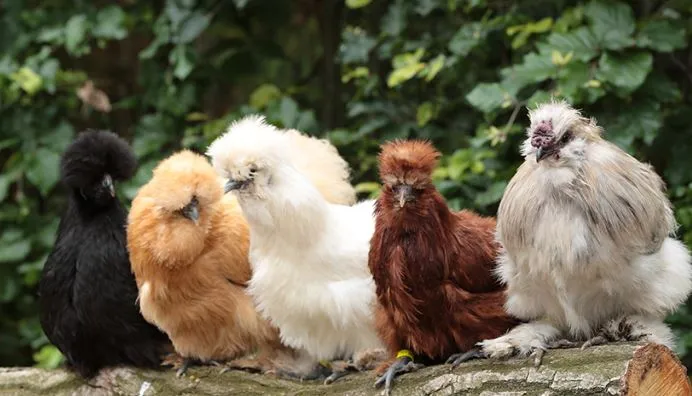 silkie chickens