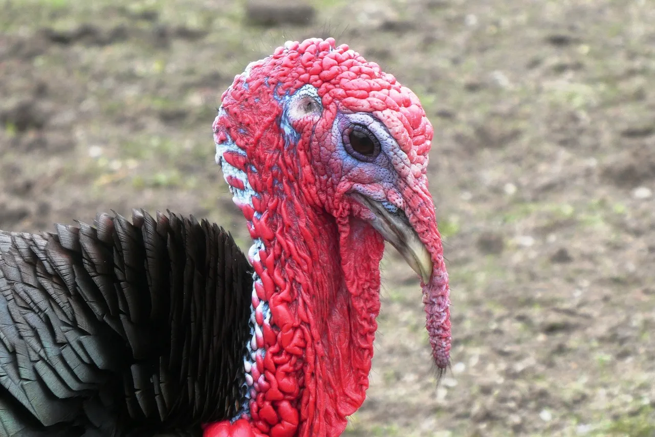 what-is-a-group-of-turkeys-called
