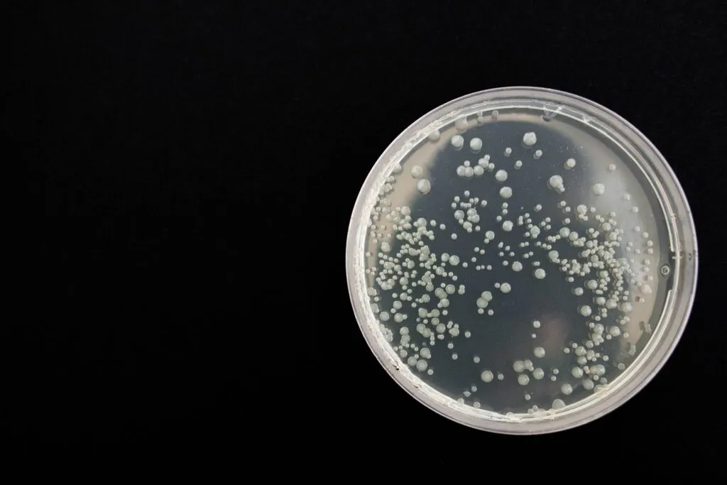 chicken antibiotic