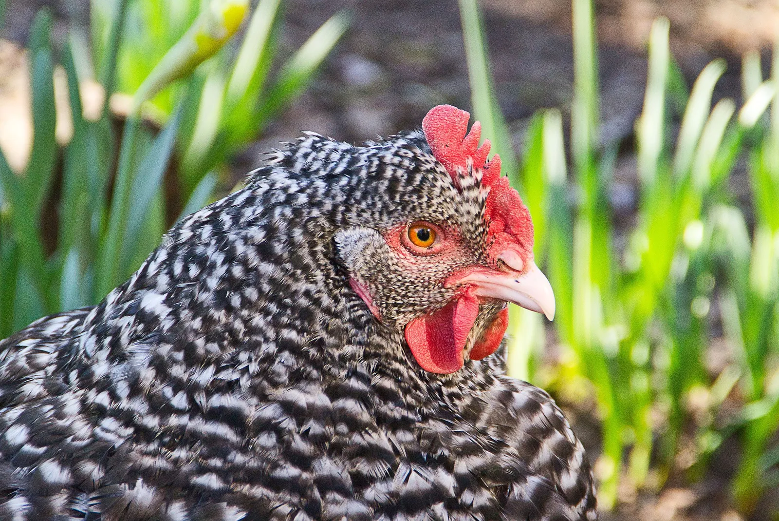 Cuckoo Marans