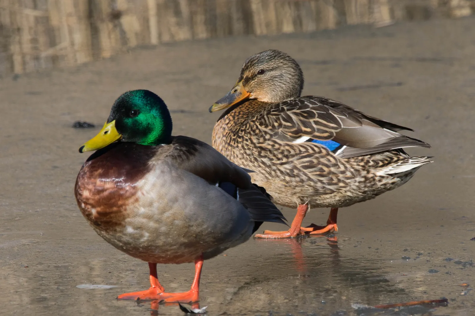life span duck