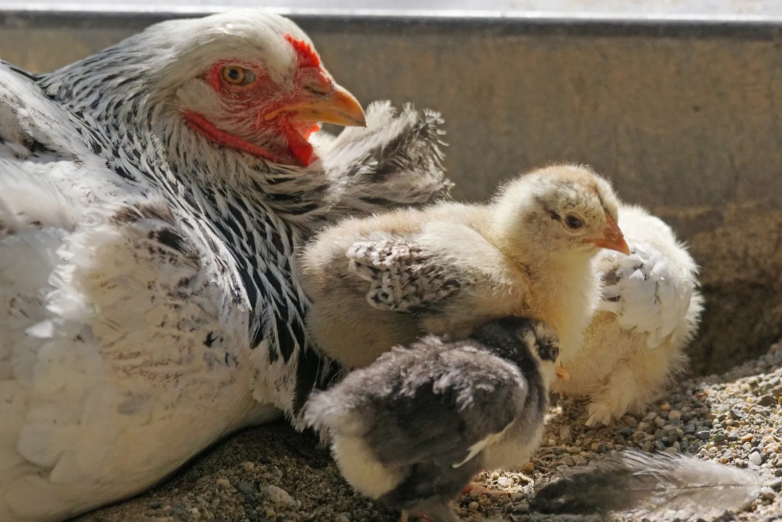 hen with chicks